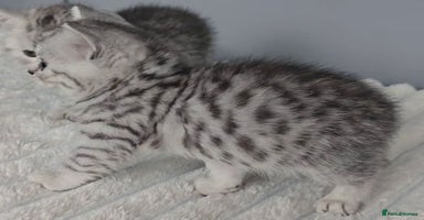 British Shorthair cats - Advert 15