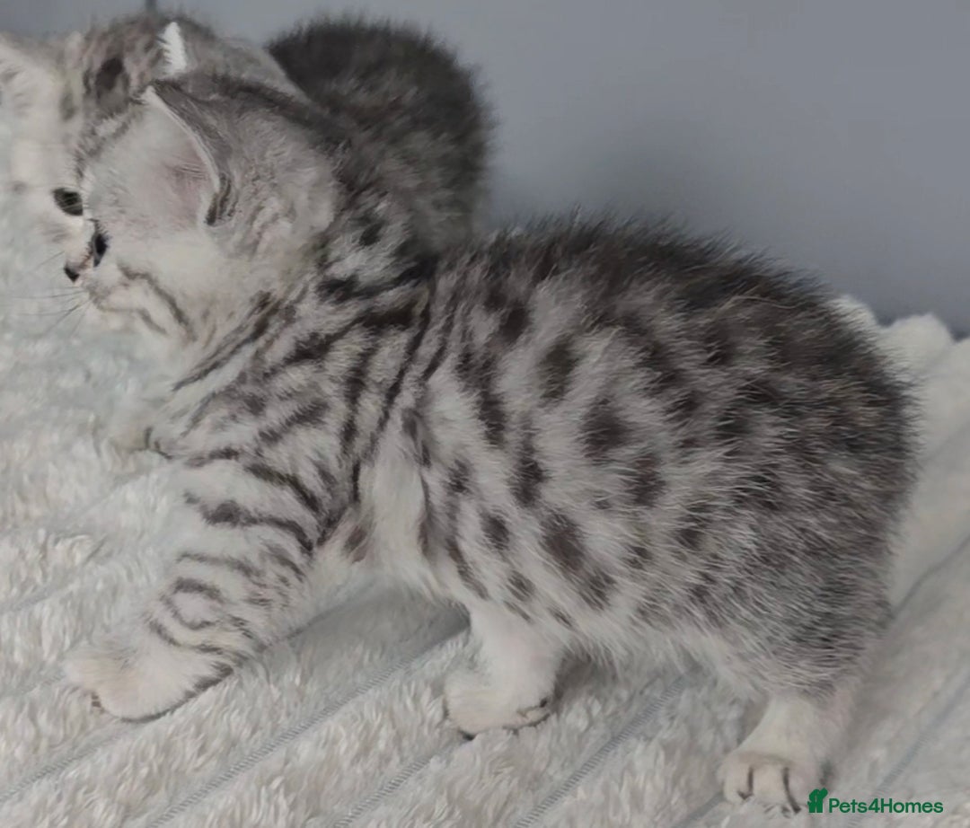 British Shorthair cats for sale: Beautiful gccf registered bsh kittens  - Image 4
