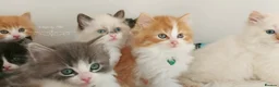 Ragdoll cats for sale: £Negotiable Beautiful cross Ragdoll/Persian😻😻😻 - Advert 33