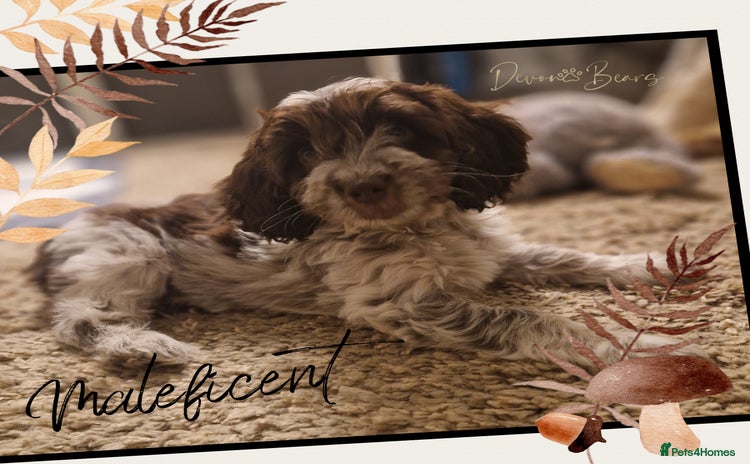 Cockapoo dogs - Advert 16