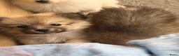 Pomeranian dogs for sale: Beautiful Russian line pomperanians - Advert 11