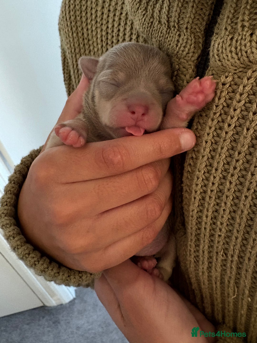 Chihuahua dogs for sale: Stunning Chihuahua Puppies!!  - Advert 6