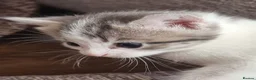Domestic Shorthair cats for sale: Kittens for sale - Advert 18