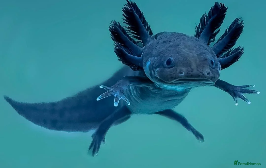 Axolotl reptiles for sale: 2 Melanoid Axolotls, tank, decor and 2 filters.  - Advert 2