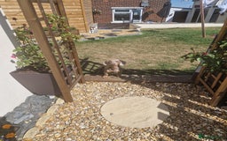Miniature Dachshund dogs for stud: For stud my boy Dinky  in Alfreton - Image 2