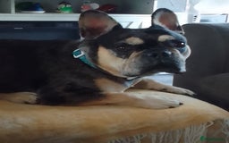 French Bulldog dogs for sale: Loki   - Image 1