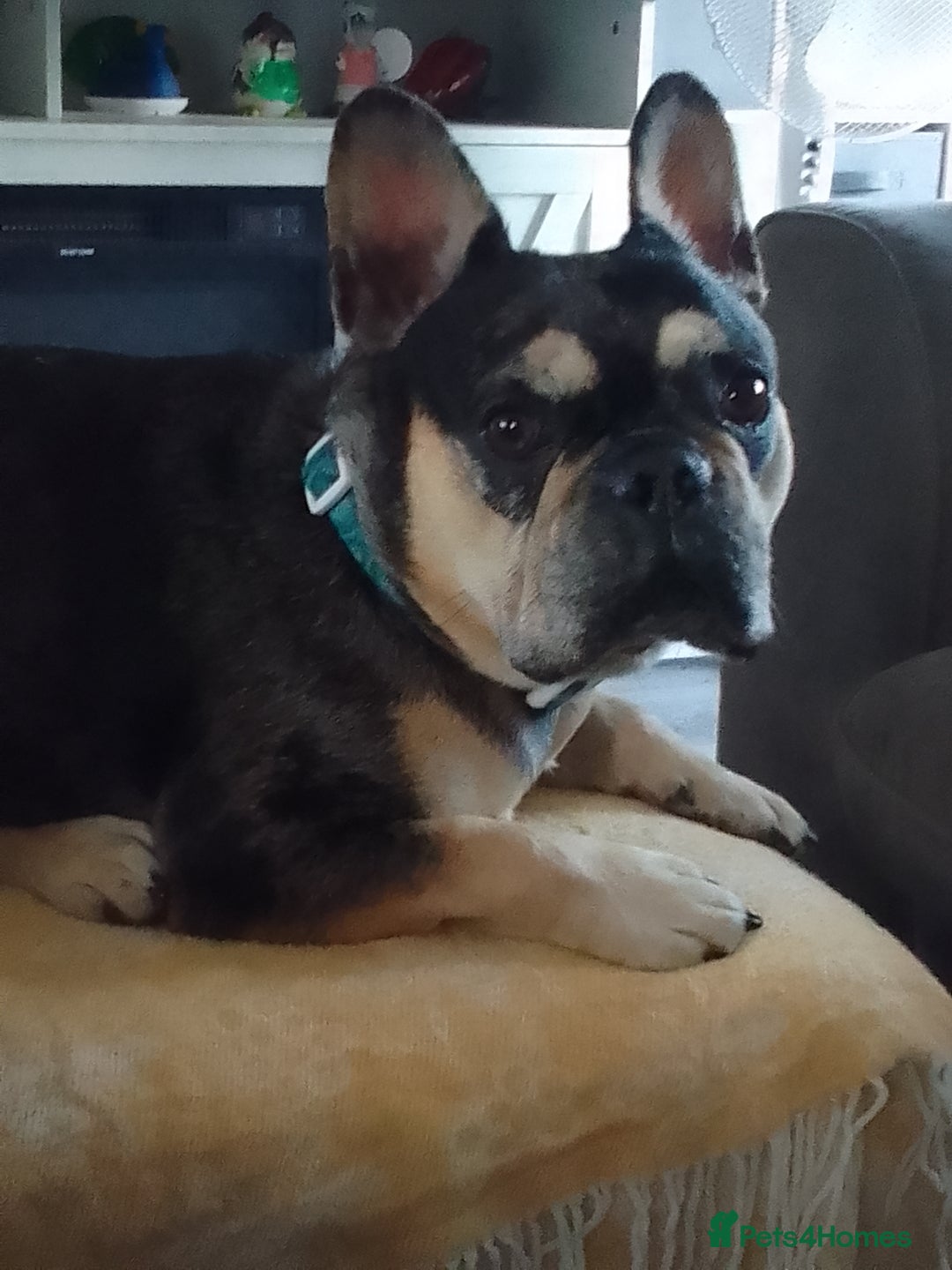 French Bulldog dogs for sale: Loki   - Image 1