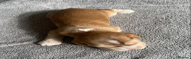Red Sable