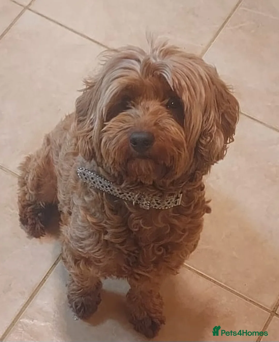 Cavapoo dogs for sale: Cavapoo  - Advert 1