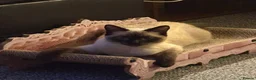 Burmese cats for sale: Lovely Burmese Kitten  in Mansfield - Advert 2