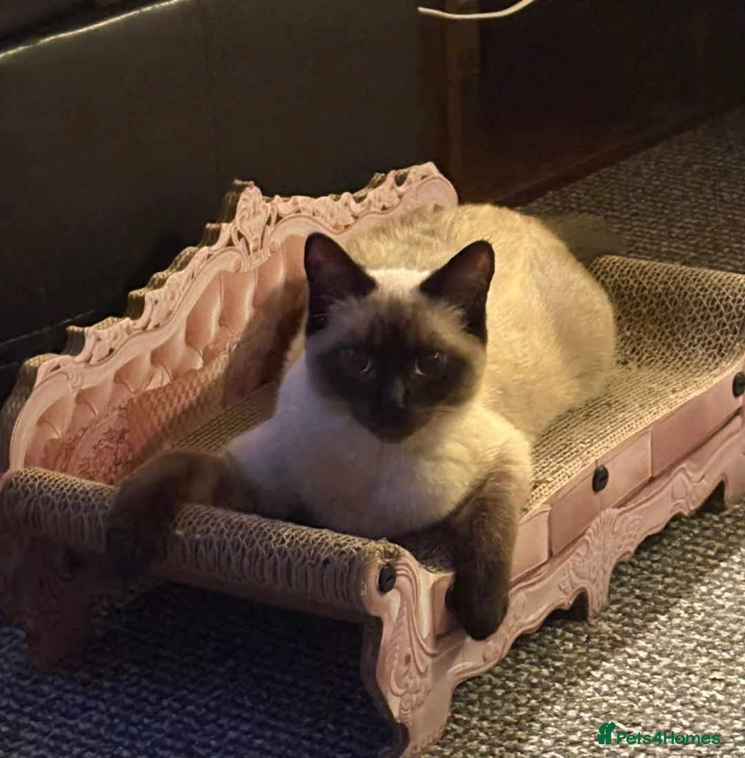 Burmese cats for sale: Lovely Burmese Kitten  in Mansfield - Advert 2