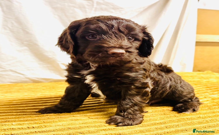 Cockapoo dogs - Advert 12