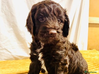 Cockapoo dogs - Advert 25