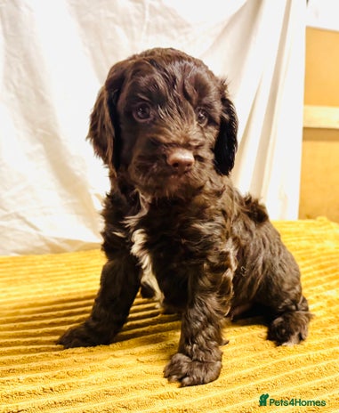 Cockapoo dogs - Advert 15