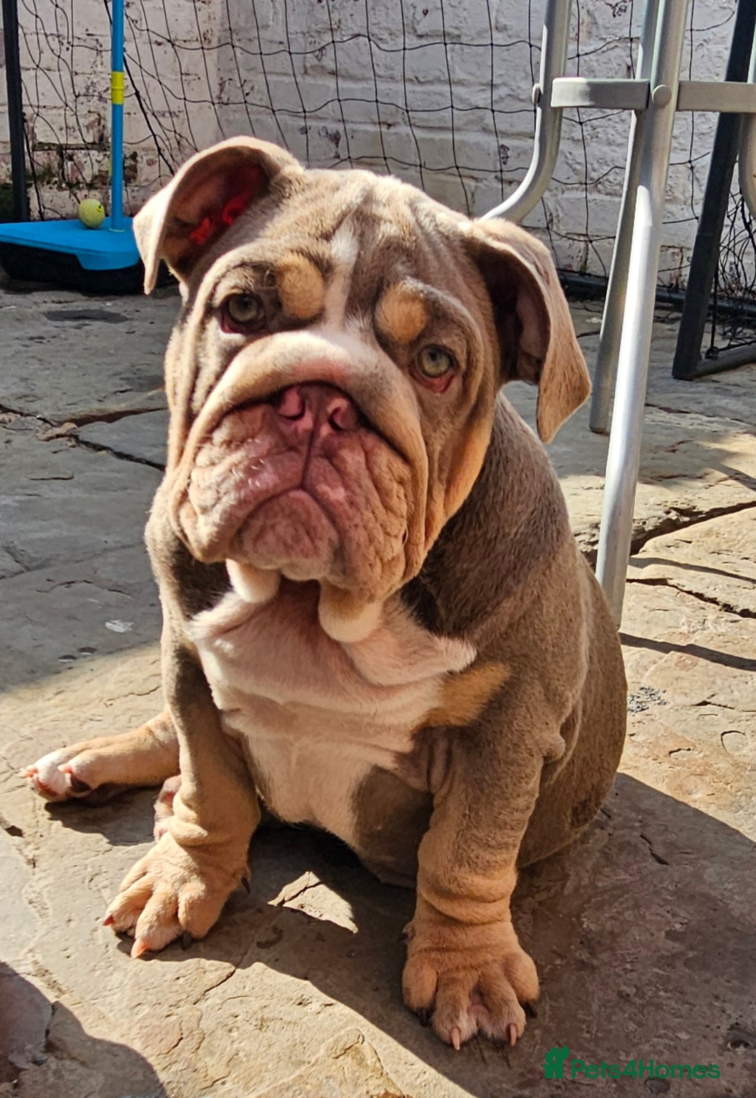 English Bulldog dogs for sale: Final Female English Bulldog available - Image 10