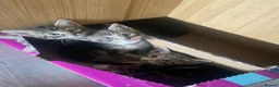 Mixed Breed cats for sale: 3 adorable kittens for sale  - Advert 1