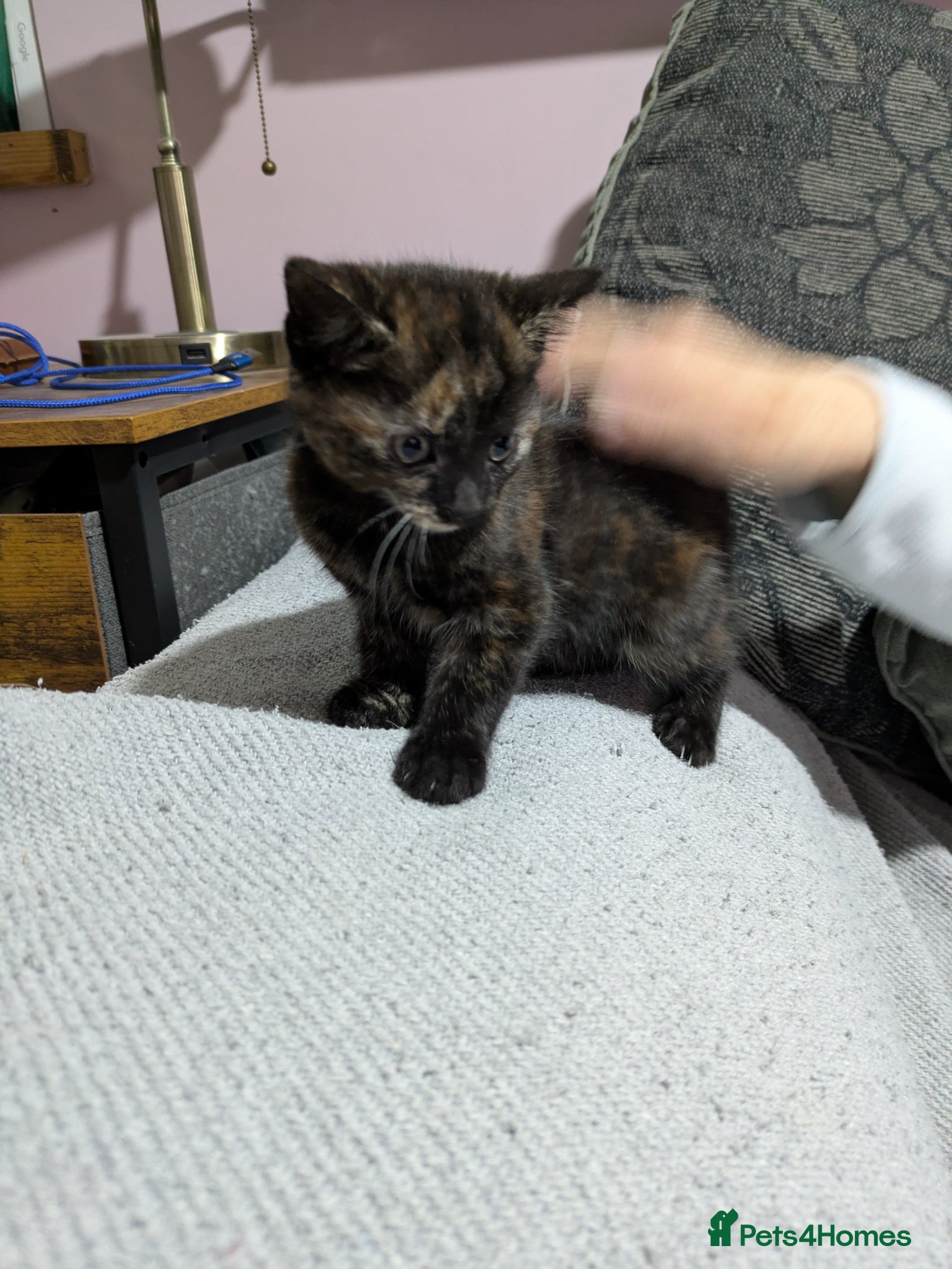 Mixed Breed cats for sale: Adorable kittens  - Advert 3