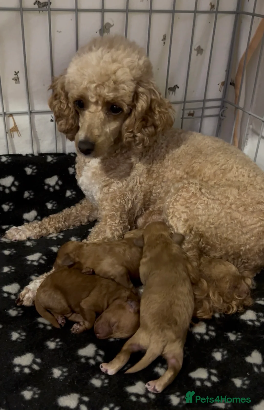 Miniature Poodle dogs for sale: Gorgeous miniature poodle puppies ✨ in Chichester - Advert 2