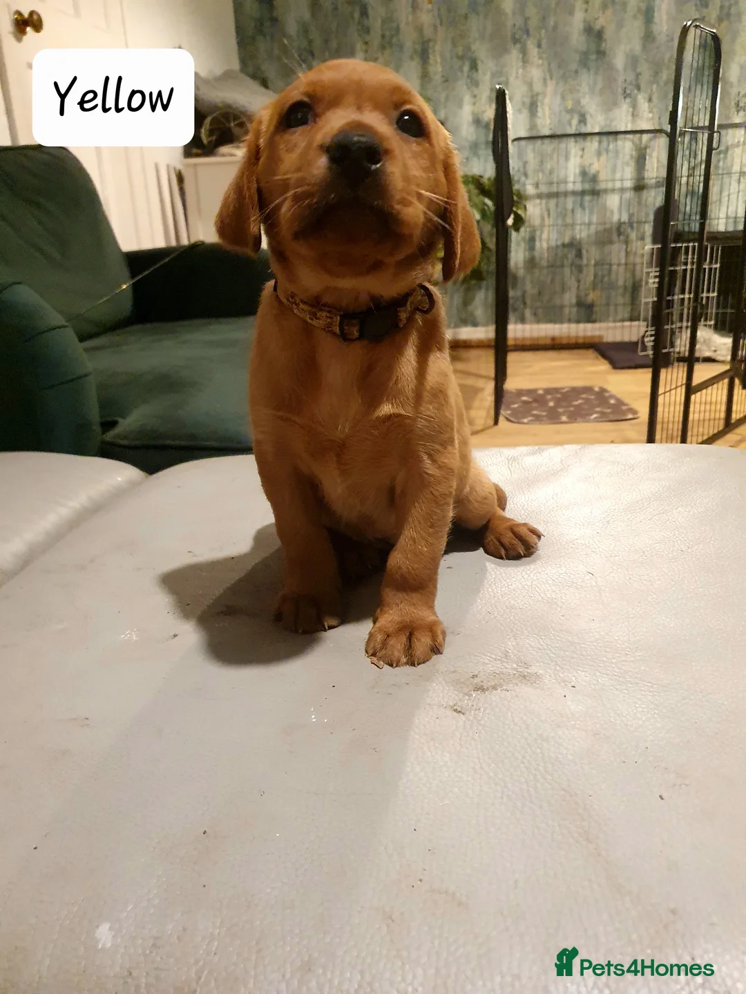 Labrador Retriever dogs for sale: Deep Fox Red KC Labs - Advert 11