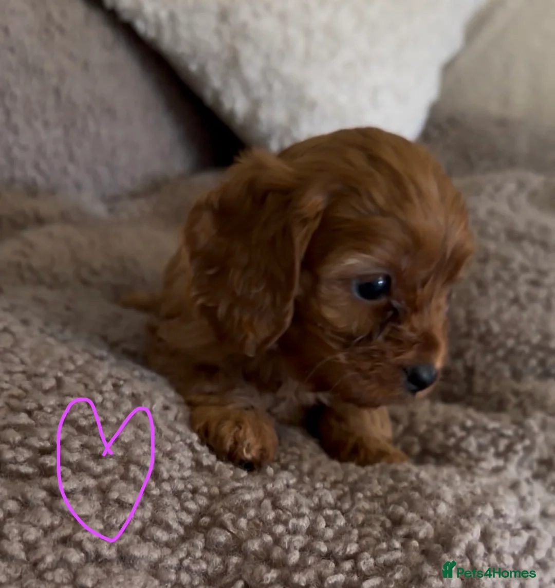 Cavapoo dogs for sale: F1 Cavapoo Puppies 🤎 3 girls, 2 boys 🤎 - Advert 8