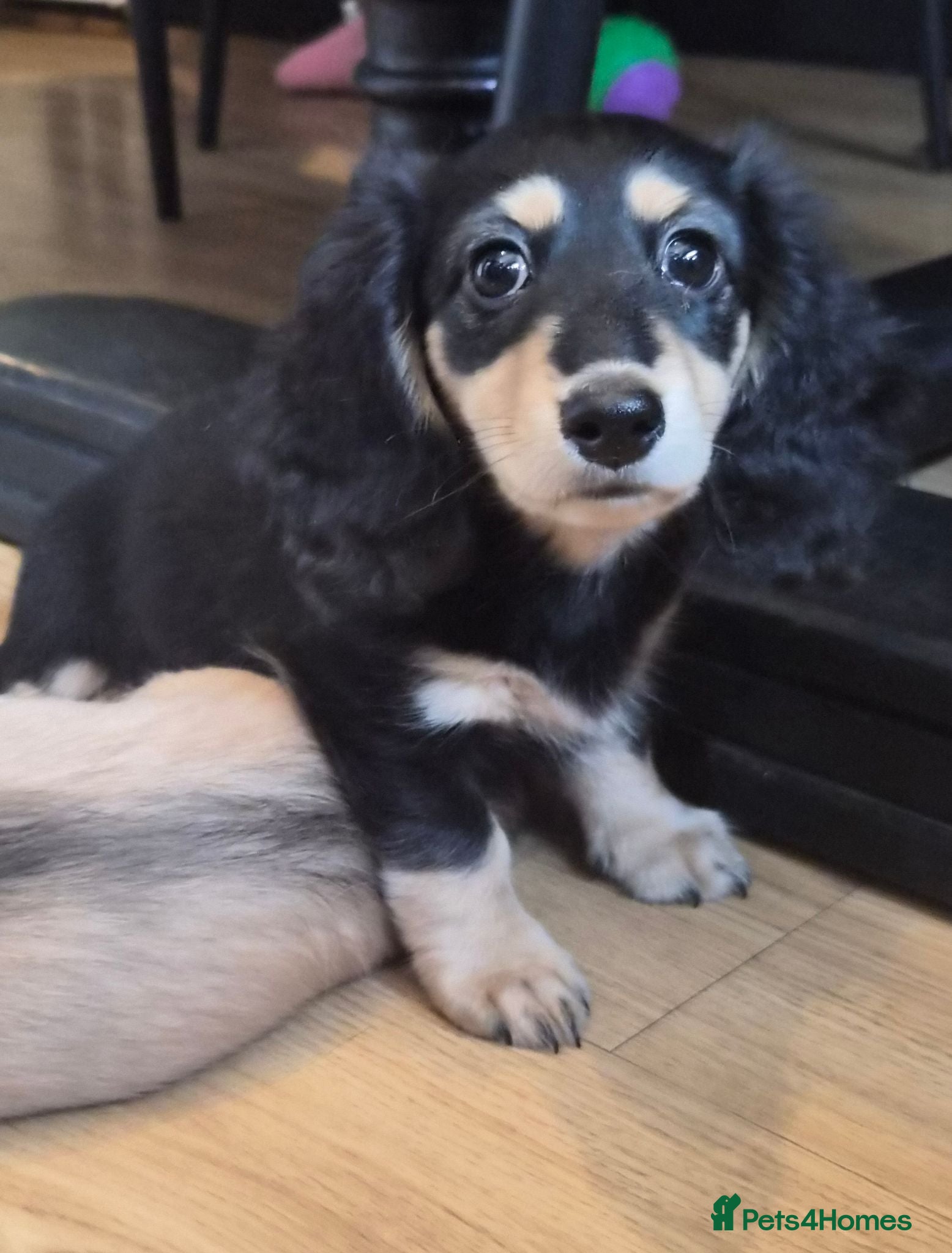 Miniature Dachshund dogs Longhaired Miniature daschund puppies READY NOW!! - Advert 12