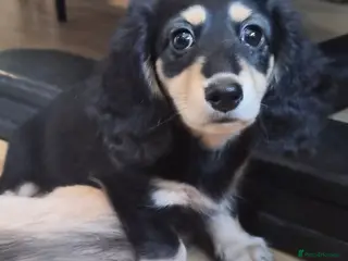 Miniature Dachshund dogs Longhaired Miniature daschund puppies READY NOW!! - Advert 12