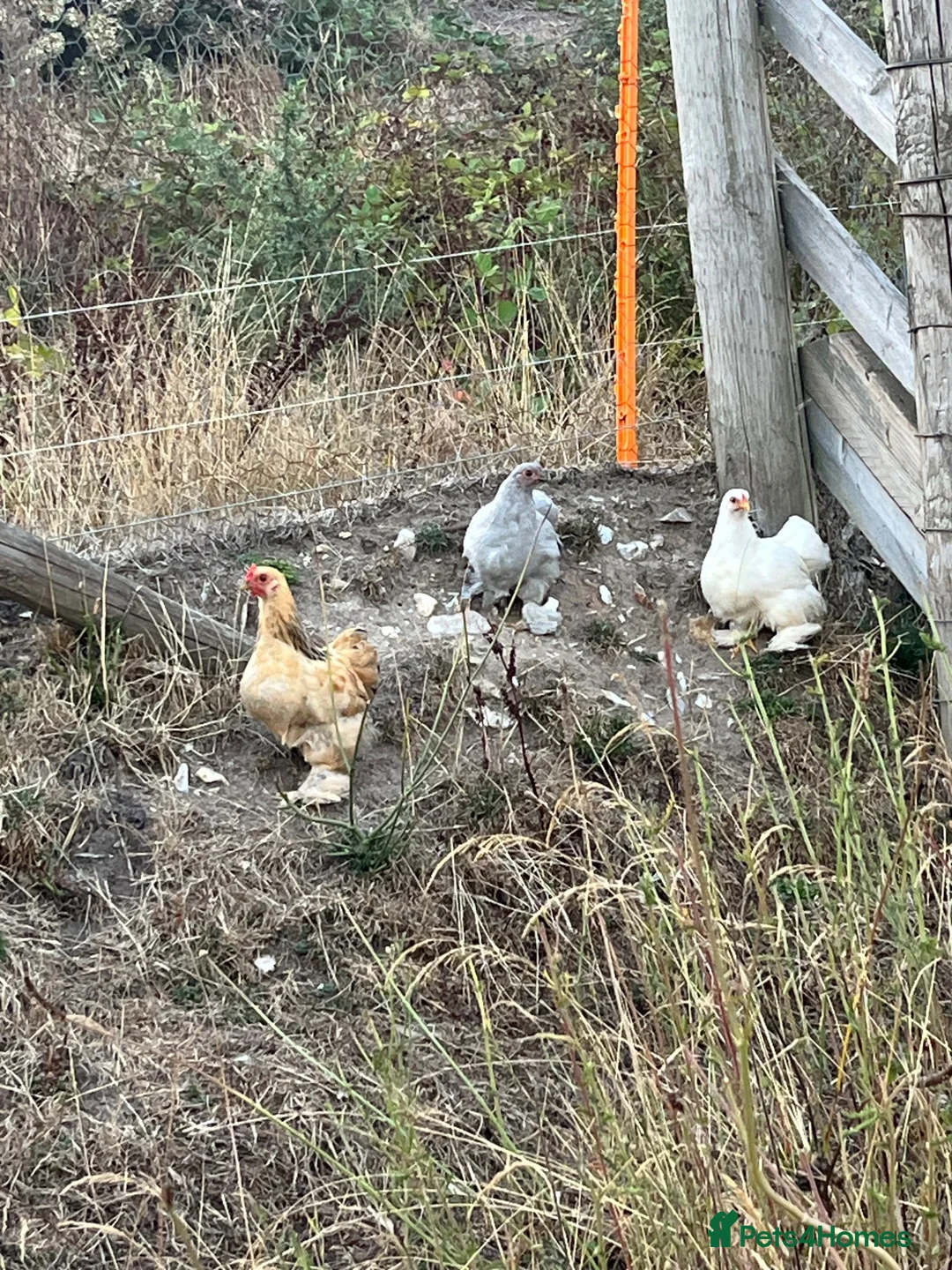 Chickens poultry for sale: Pekin bantam pullets  - Advert 2