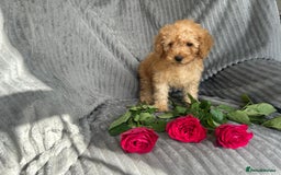 Poodle dogs for sale: Red small miniature poodle mum is tiny one 💙left - Image 9