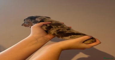 Miniature Dachshund dogs - Advert 1