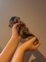 Miniature Dachshund dogs - Advert 1