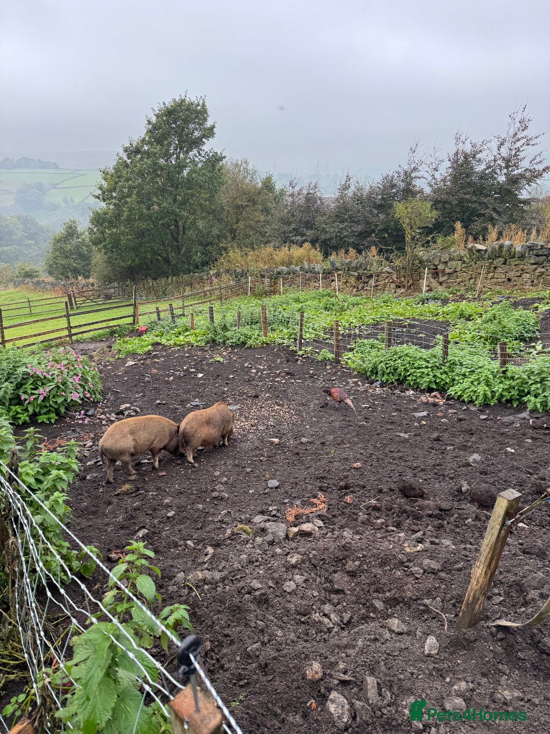 Pig livestock for sale: Kune kune x julian - Image 4