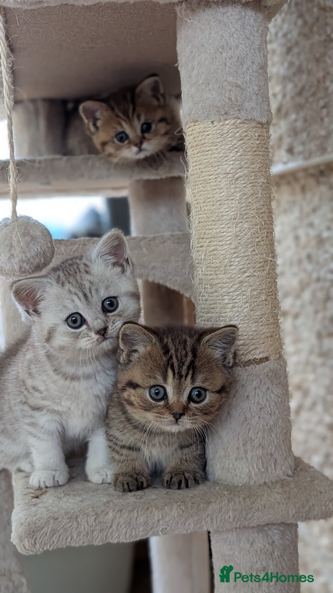 Mixed Breed cats for sale: Stunning TeddyBear Persian Chinchilla x BSH girls  - Advert 3