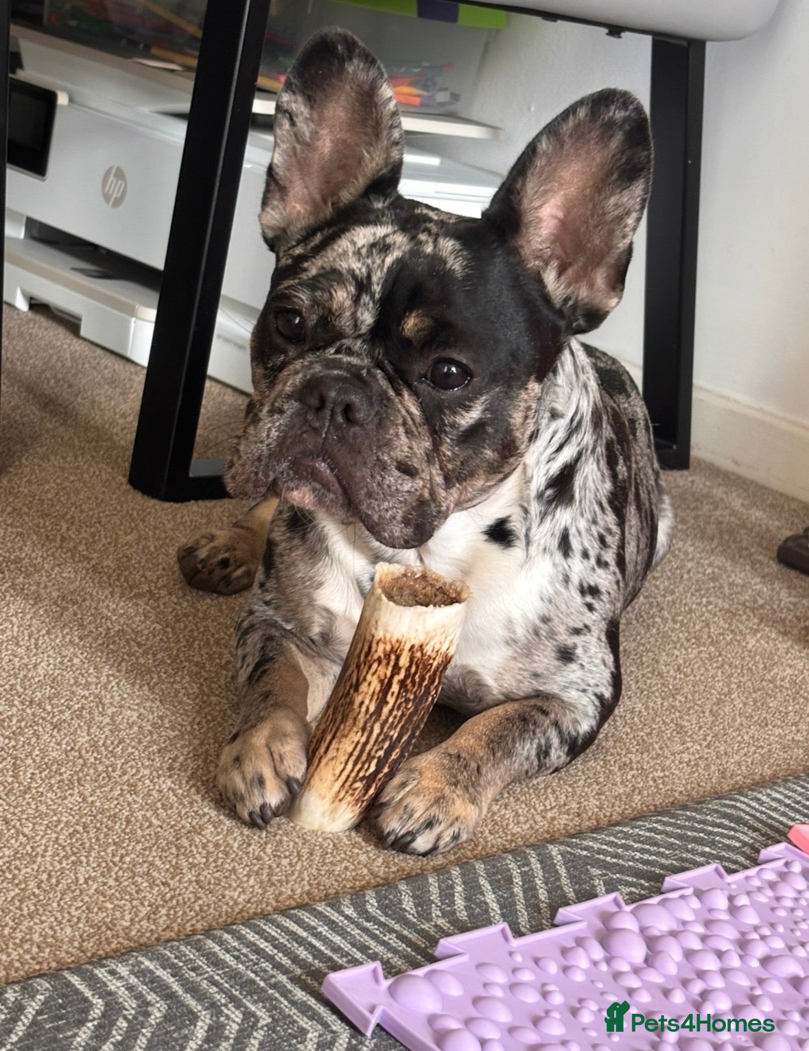 French Bulldog dogs Merle 1 year old Frencie  - Advert 15