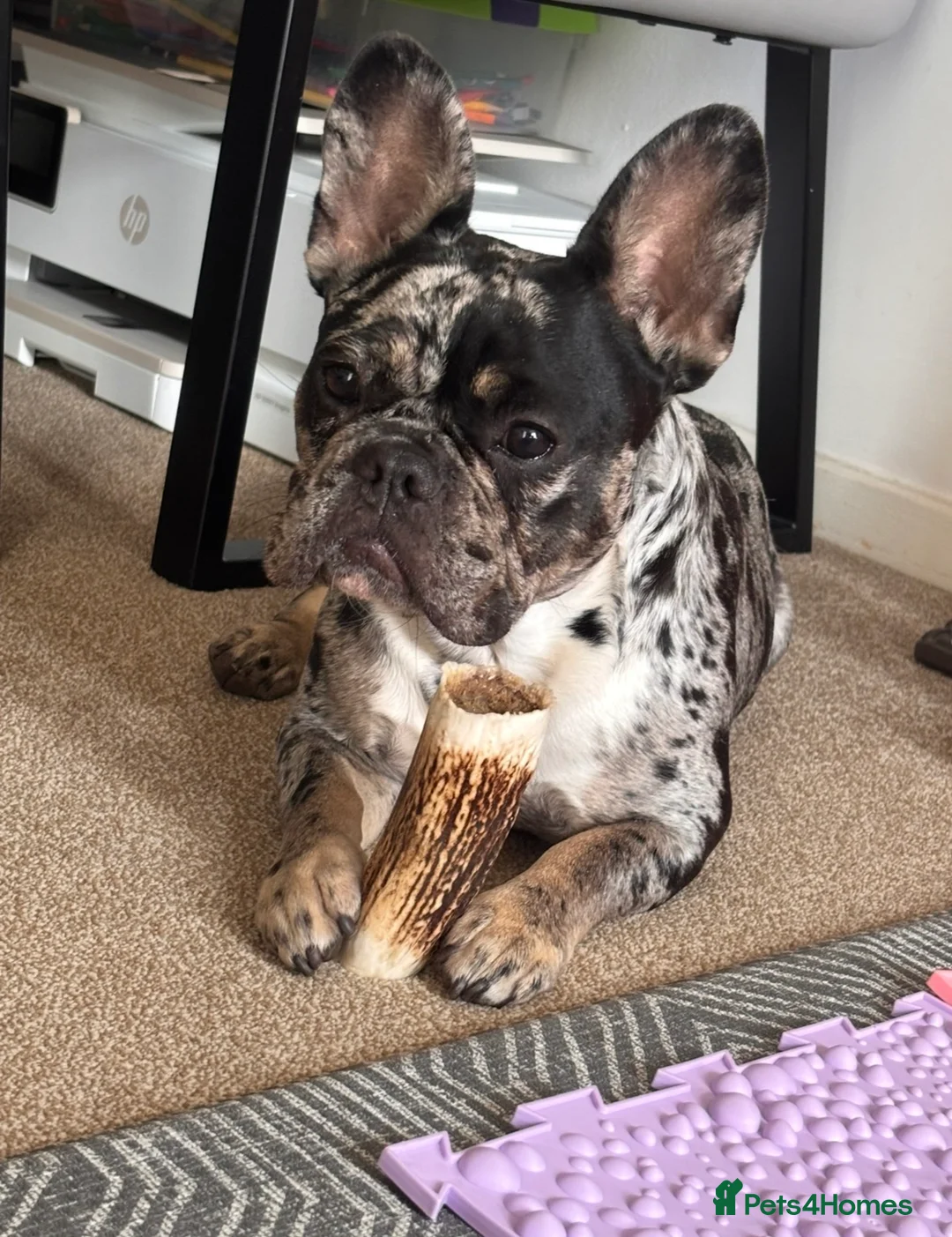French Bulldog dogs for sale: Merle 1 year old Frencie  - Advert 1