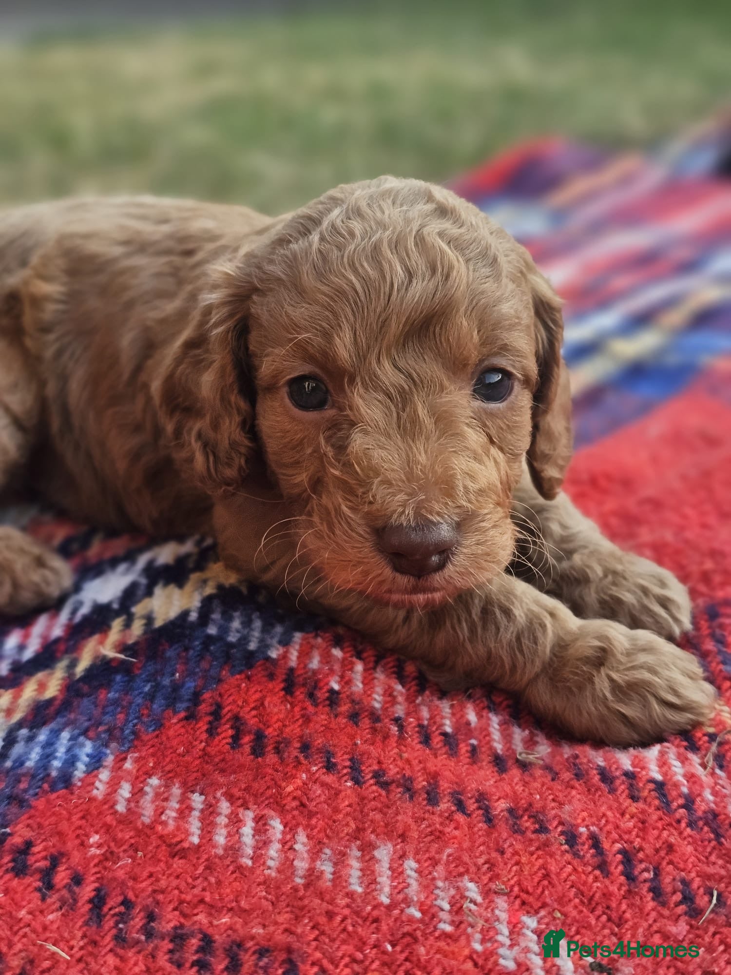Cockapoo dogs Cockapoo puppies - Advert 2