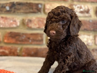 Cockapoo dogs F1b cockapoo puppies - Advert 2