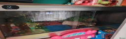 Python Snake reptiles for sale: Ball Phyton & Vivarium  - Advert 2