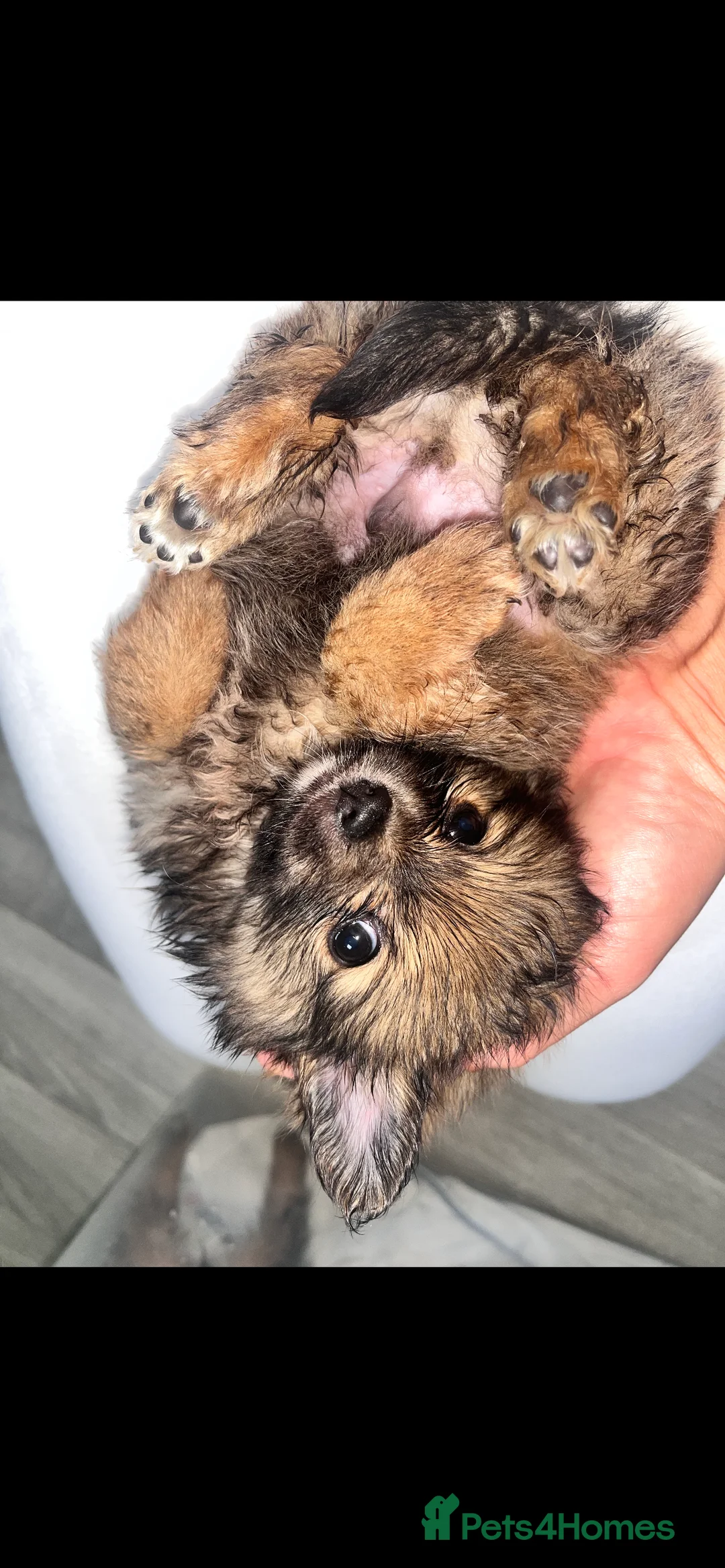 Pomeranian dogs for sale: Pomeranian - Advert 7