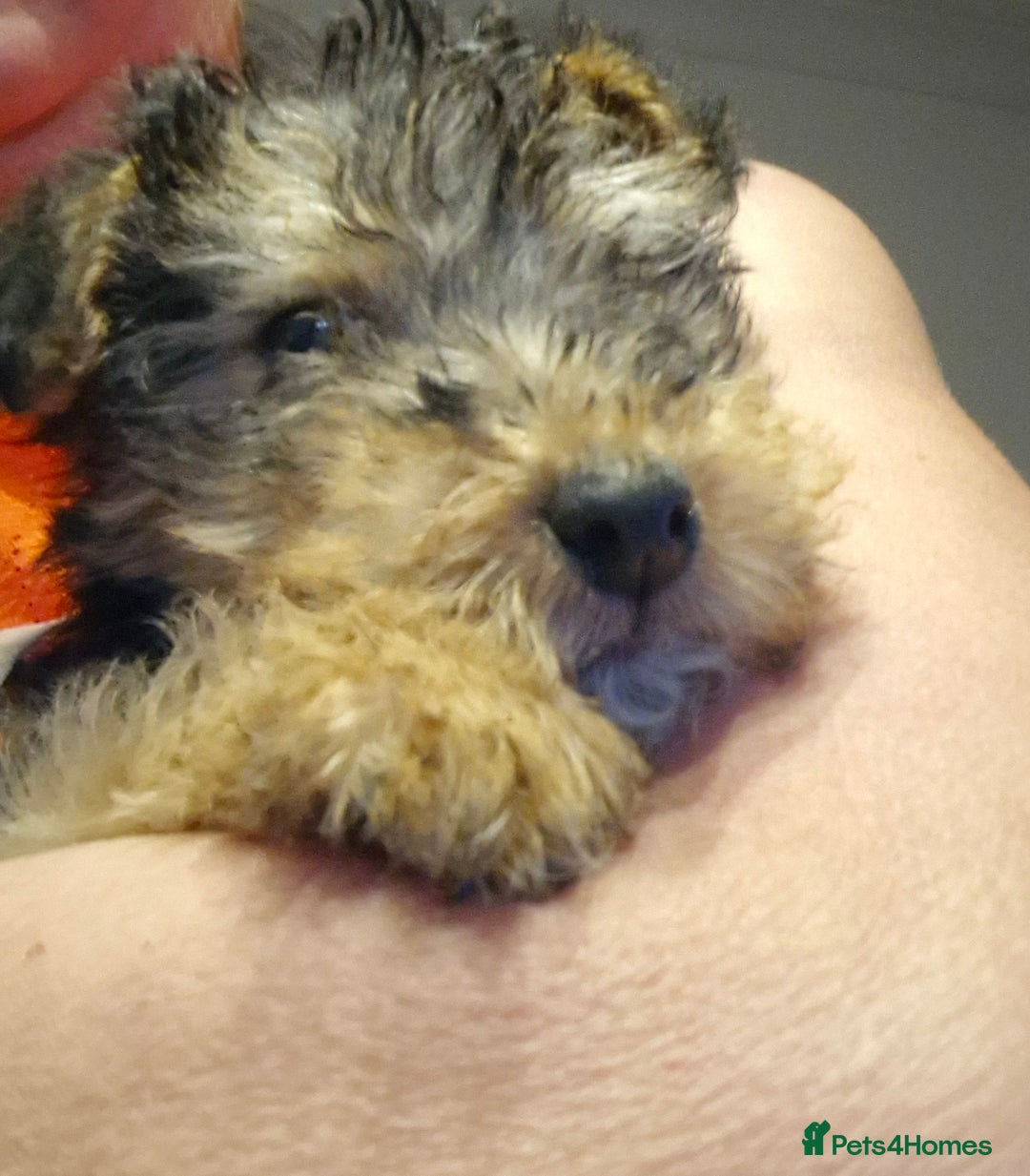 Mixed Breed dogs for sale: 3 x Fox Terrier crossed Welsh Terrier pups - Image 9