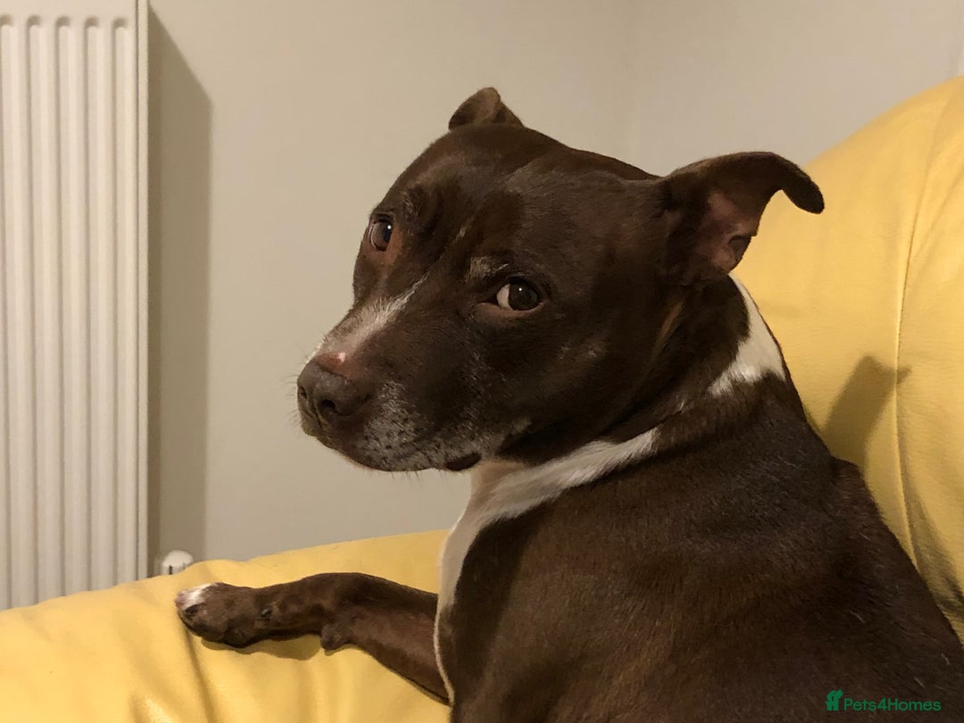 Staffordshire Bull Terrier dogs for sale: Tuffy  - Advert 2