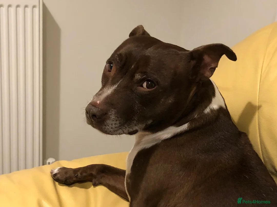 Staffordshire Bull Terrier dogs for sale: Tuffy  - Advert 2