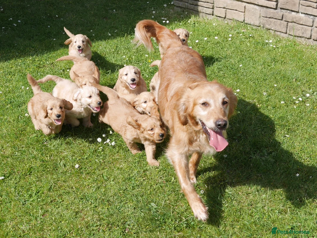Goldendoodle dogs for sale: Quality Health Tested Miniature Goldendoodles - Advert 15