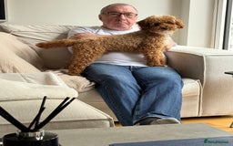 Miniature Poodle dogs for stud: Stunning miniature poodle for STUD.  - Image 2