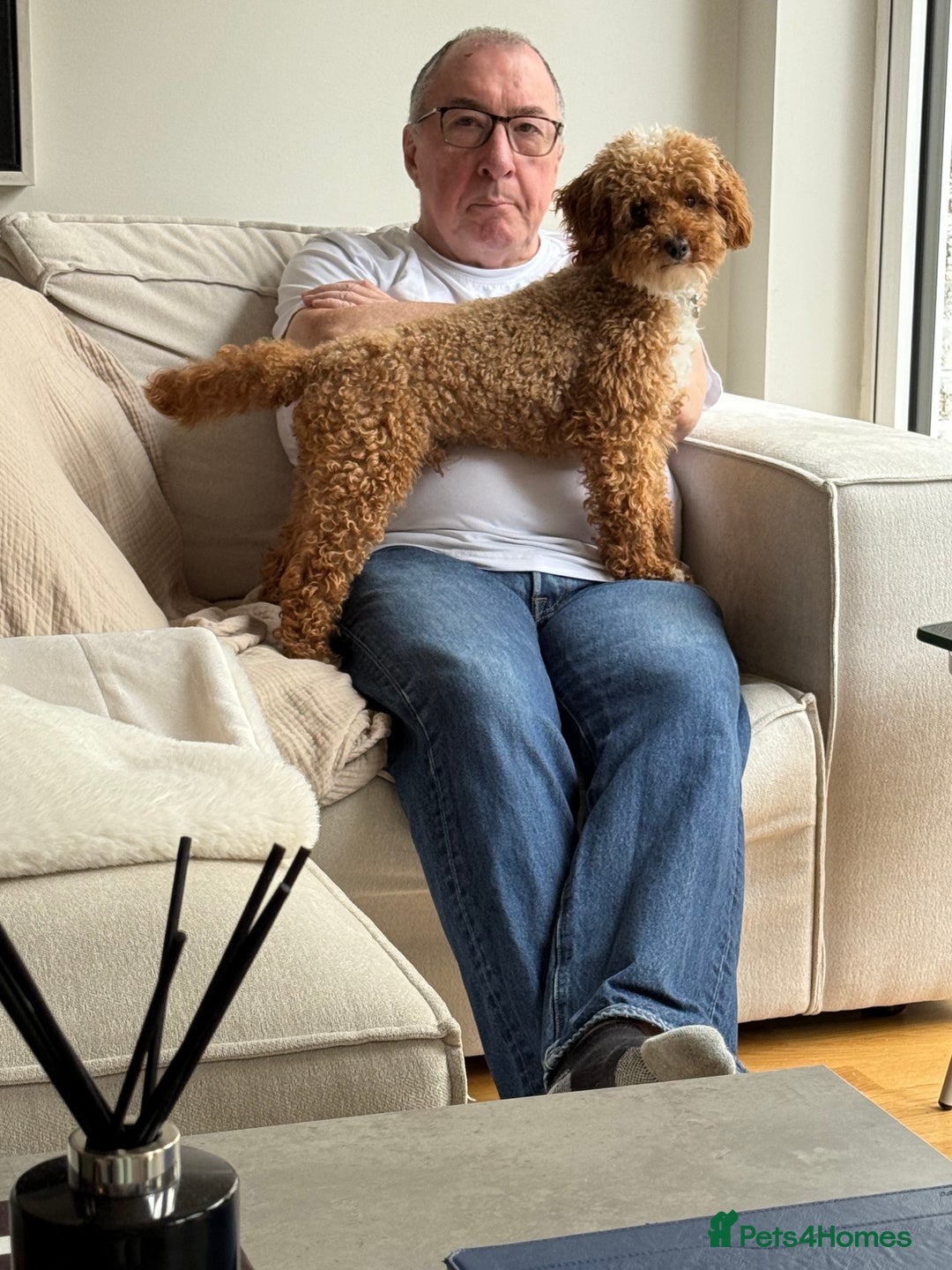 Miniature Poodle dogs for stud: Stunning miniature poodle for STUD.  - Image 2