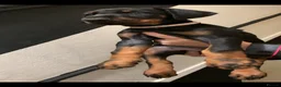 Dobermann dogs for sale: Royal KC Doberman puppies  - Advert 15