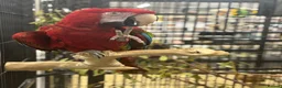Macaws birds for sale: Gorgeous Greenwing Macaw  - Advert 1