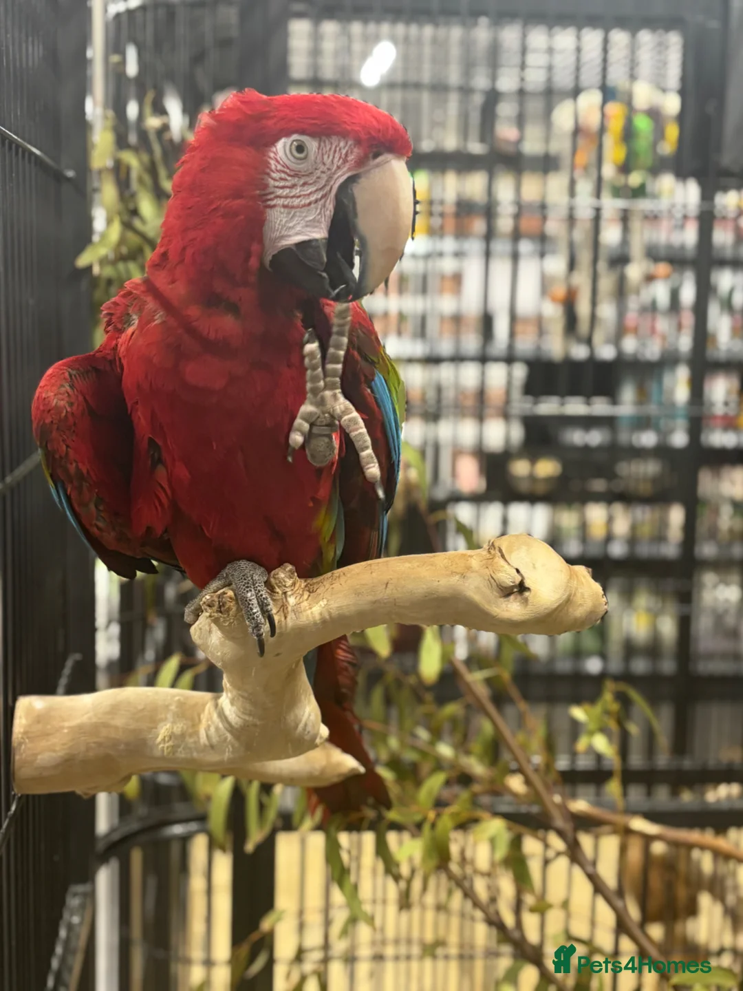 Macaws birds for sale: Gorgeous Greenwing Macaw  - Advert 1
