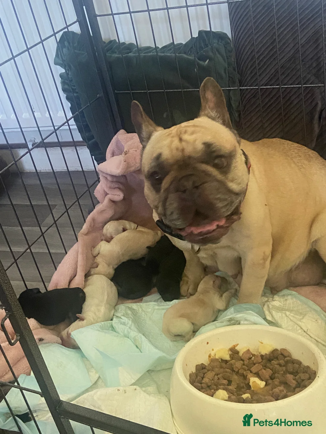 Mixed Breed dogs for sale: Frenchy X Cockapoo in Boston - Advert 1