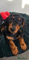 Dachshund dogs Beautiful Dachshund Puppies - Advert 8