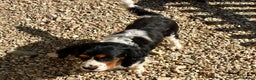 Cavalier King Charles Spaniel dogs for sale: Cavalier King Charles puppy’s  - Advert 28